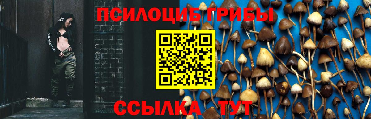 Галлюциногенные грибы Psilocybine cubensis Конаково